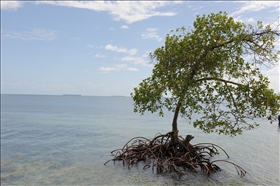 Cayo Coral